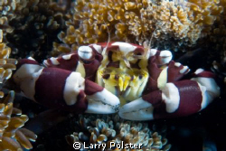 More critters from Lembeh, D300-60mm by Larry Polster 